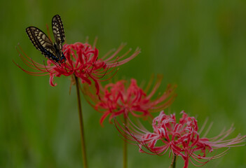 Cluster amaryllis with butterflies