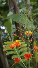 Leaves