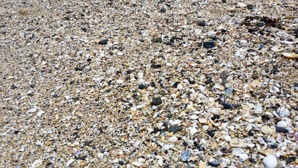 sand shells rocks north shore, auckland, new zealand beach
