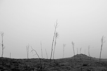 an incredible fog covered the mountains of the Caucasus, only lonely young trees can be seen 