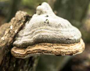 Champignon parasite arboricole à Rignat, France