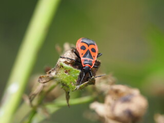 Gemeine Feuerwanze (Pyrrhocoris apterus) auf Pflanze