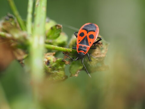Gemeine Feuerwanze (Pyrrhocoris apterus) auf Pflanze
