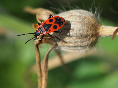 Gemeine Feuerwanze (Pyrrhocoris apterus) auf Pflanze