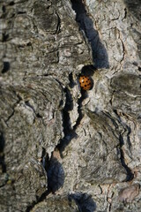 Ladybug