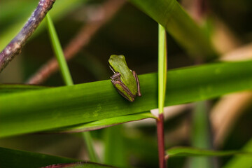 green sedge frog Queensland