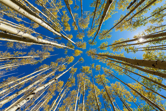 wide angle view looking up at autumn aspens
