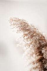 Pampas grass outdoor in light pastel colors. Dry reeds boho style.