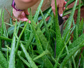 High angle shot of a female hand getting aloe vera using a knife in the garden