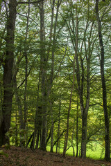 Fototapeta na wymiar Forêt domaniale de Rignat, France