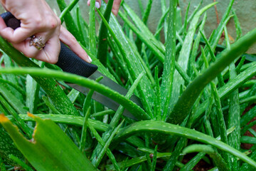 High angle shot of a female hand getting aloe vera using a knife in the garden
