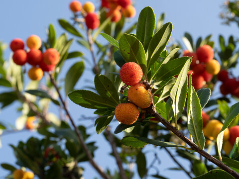 Strawberry fruit tree in Liguria, Italy
