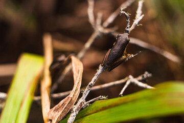 sedge frog Queensland