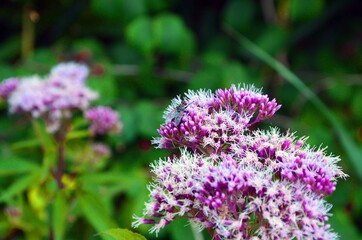 Blume mit Fliege