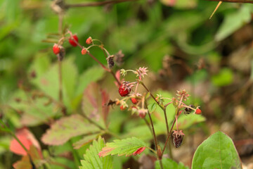 berries of a strawberry