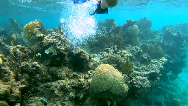 Legs with swimfins swimming above a coral reef.Caribbean sea,Culebra island,Puerto Rico.