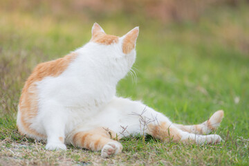 くつろぐ猫　茶白猫