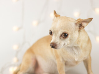 brown short hair Chihuahua dog sitting on white background with Christmas lights, looking sideway at camera. Pet's health or behavior concept.
