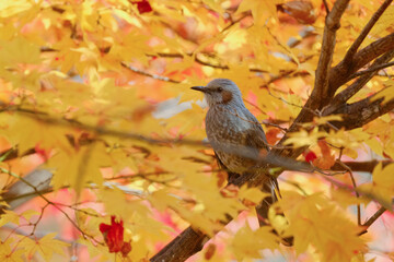 紅葉とヒヨドリ