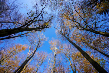 Baumkronen im Herbst