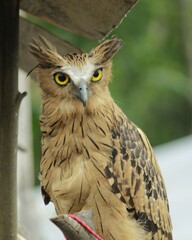 Owls are one of the predatory birds that maintain the ecosystem in order to remain sustainable