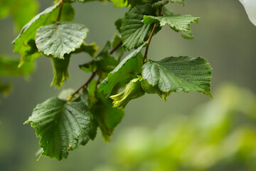 leaves on a branch