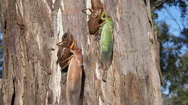 slow tilt up clip of a recently emerged green cicada and a brown cicada on a eucalyptus tree at ebor in nsw, australia