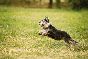Miniature Schnauzer Dog Or Zwergschnauzer Funny Fast Running Outdoor In Summer Grass