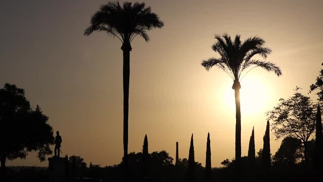 Beautiful landscape with silhouettes of palm trees with the leaves moving at sunset with a golden, yellow and orange gradient from the sun in the background