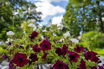 Tver, Tver region. Bright summer day in the city garden. Picturesque clouds