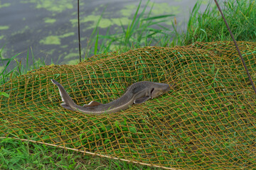 Fresh sturgeon fish and carp on green grass