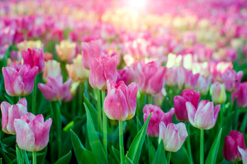 Fresh pink blooming tulips flowers garden with sun light