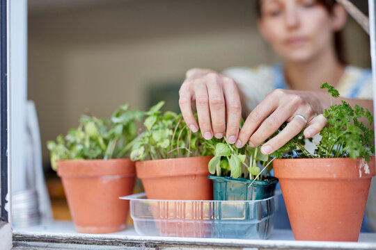 Woman Picking Home-grown Herbs Growing On Windowsill