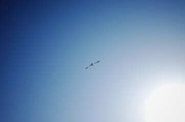 Fototapeta na wymiar 하늘을 날고 있는 갈매기 한 마리