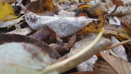 落ち葉のクローズアップ