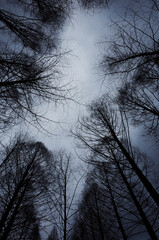 촘촘하게 뻗어있는 나뭇가지