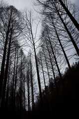 촘촘하게 뻗어있는 나뭇가지