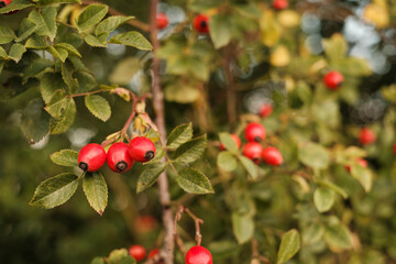 Rote Hagebutten im Strauch einer Heckenrose (lat. Rosa canina)