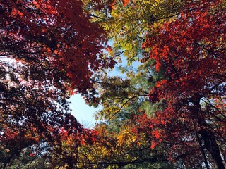 Beautiful trees with colorful autumnal leaves in park