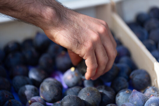 main refaisant l'agencement des figues sur le stand du primeur