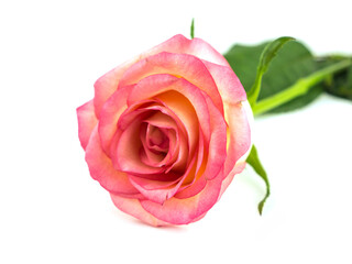 Pink rose on a white background, isolate. Opened rose flower. Selective focus, shallow depth of field