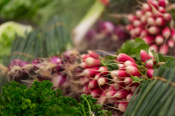la folie du radis chez le mara&icirc;cher