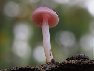 Nahaufnahme von einem Pilz im Gegenlicht