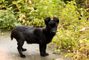 Obraz na płótnie Canvas A small black dog with short legs and no tail