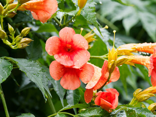 Orangerote Trompetenblume oder Amerikanische Klettertrompete (Campsis radicans) Kletterpflanze mit...