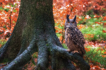 Eurasian eagle-owl Bubo bubo in wild woodland with eyes closed