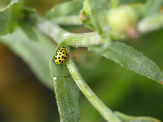 Wunderschöner gelber Marienkäfer mit schwarzen Punkten mit dem Namen Zweiundzwanzigpunkt Marienkäfer (Psyllobora vigintiduopunctata)