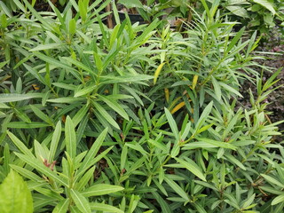 view of many green leaves of Oleander (Nerium oleander) on tree texture background.