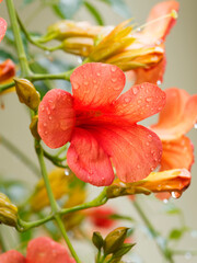 Fototapeta premium (Campsis radicans) Amerikanische Klettertrompete oder Trompetenblume. Auffallend schöne Laub der mit seiner dekorative grünen Farbe zwischen orangefarbige Blüten
