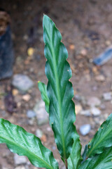 green leaves in the garden